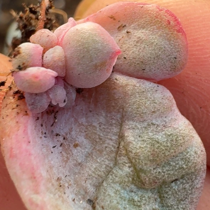 可爱玫瑰红锦一物一拍263