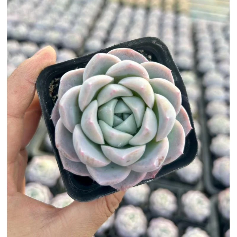 7#白冰前男友精品多肉SM0282