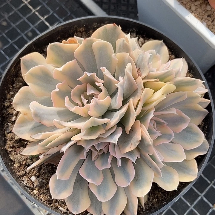 福利利比里亚锦大群