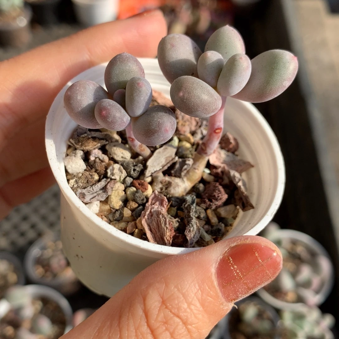 彩虹嚯哈哈哈哈哈