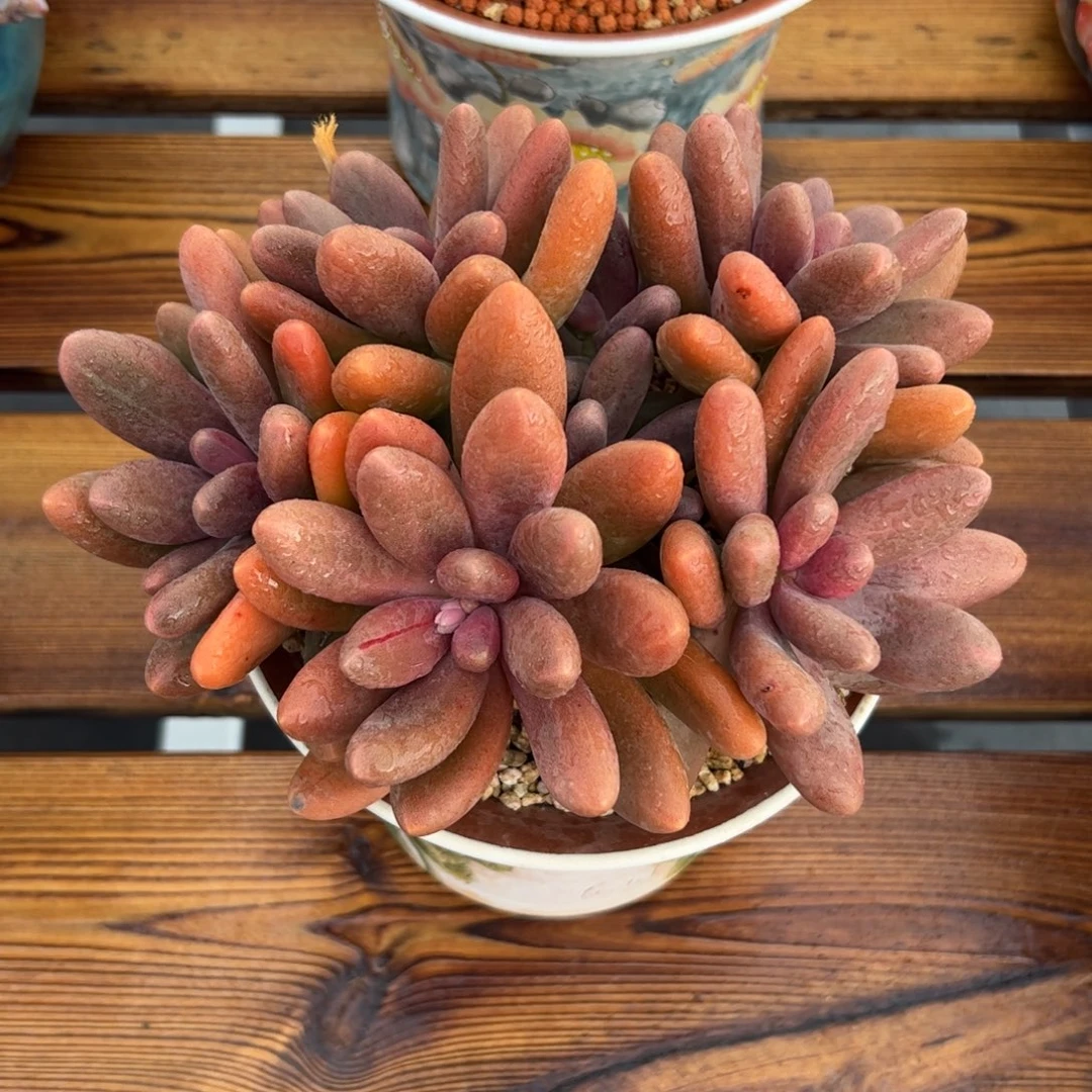 糖果自然群多肉植物