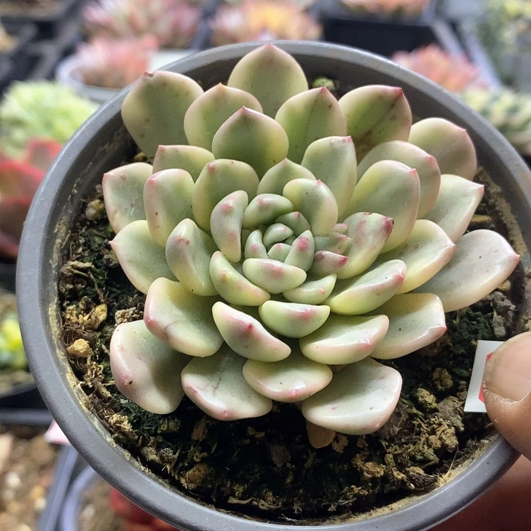 2056红宝石腹轮锦多肉