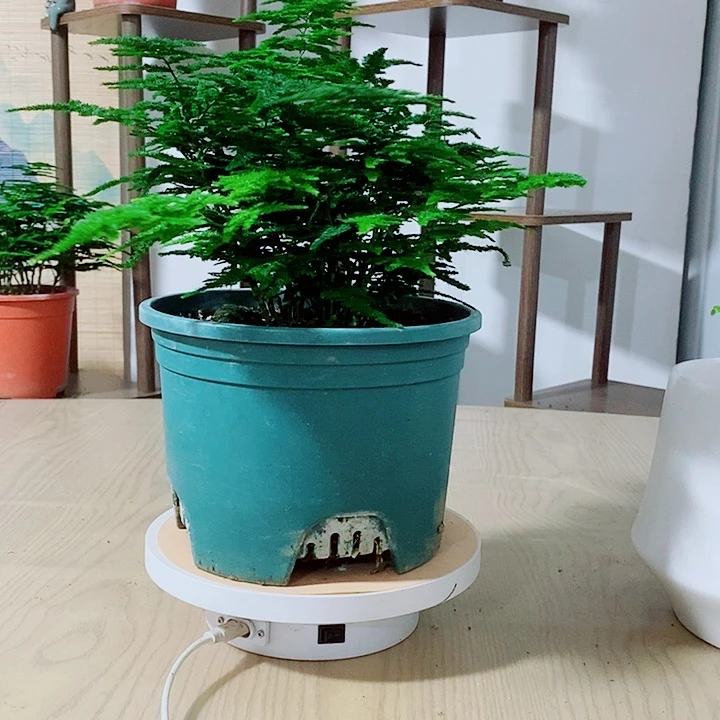完全开放正宗唐山云竹基地直发