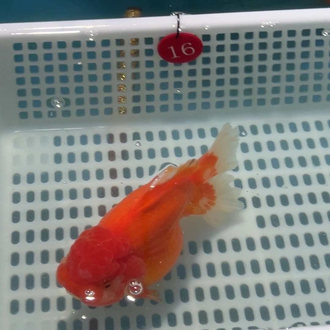 耹***吟金鱼你好吗我好想