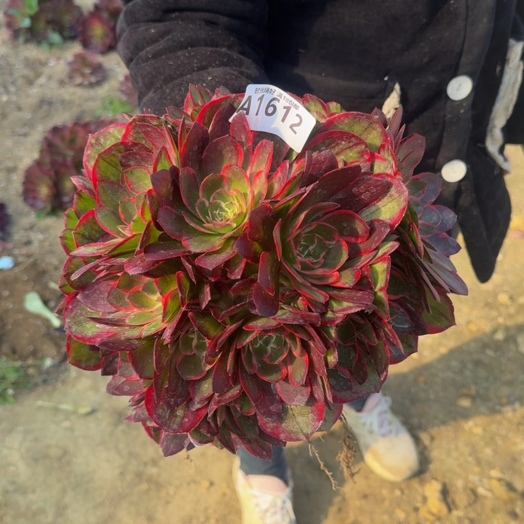 612粉花妖多肉植物