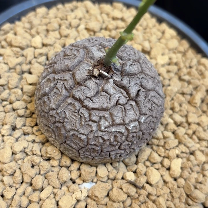 950号龟甲龙带盆包邮尺寸5