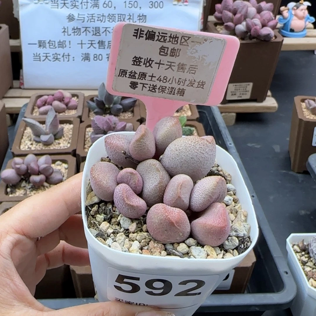 592甜心多肉植物