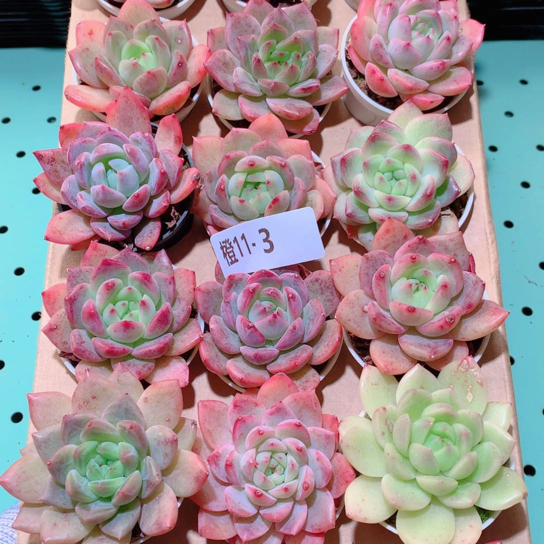 11-3一物一拍多肉带盆18颗