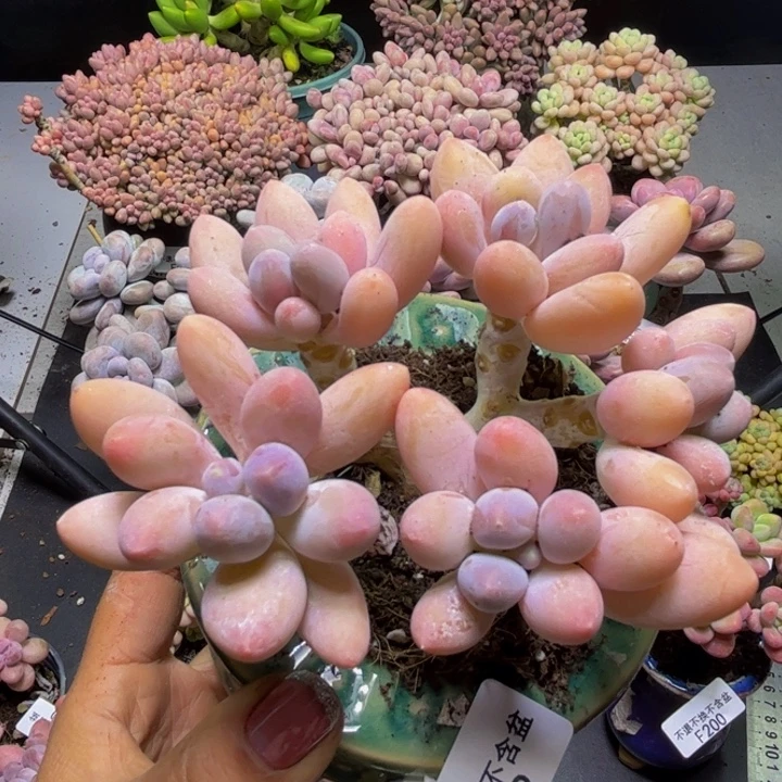 黄金手指奶酪202/10cm