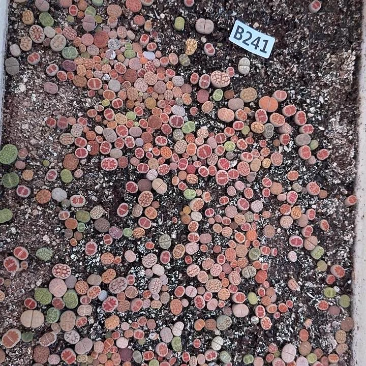 241生石花整筐脱土发货