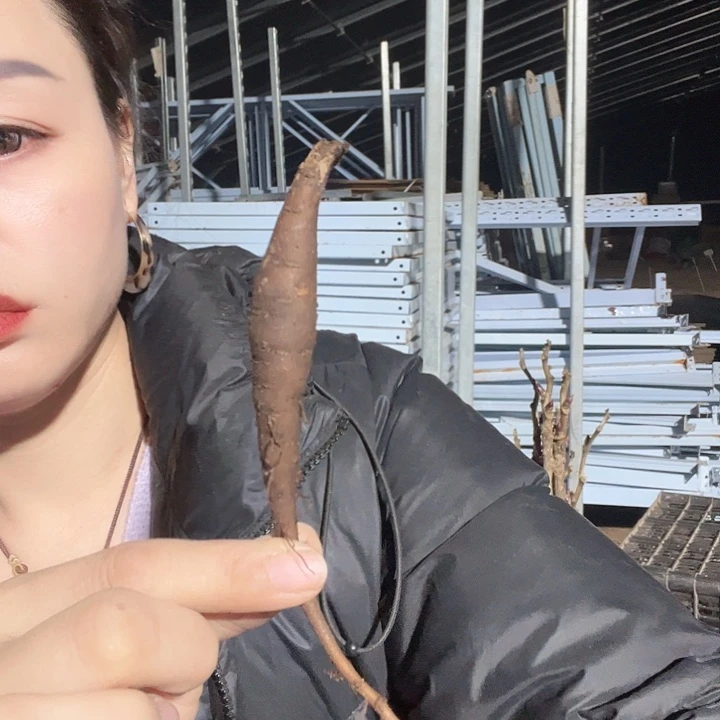 当前无花栽培后可以开花咒语根