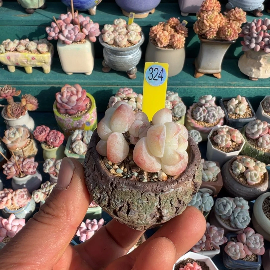 珞***轩324号冰玉带盆土发货