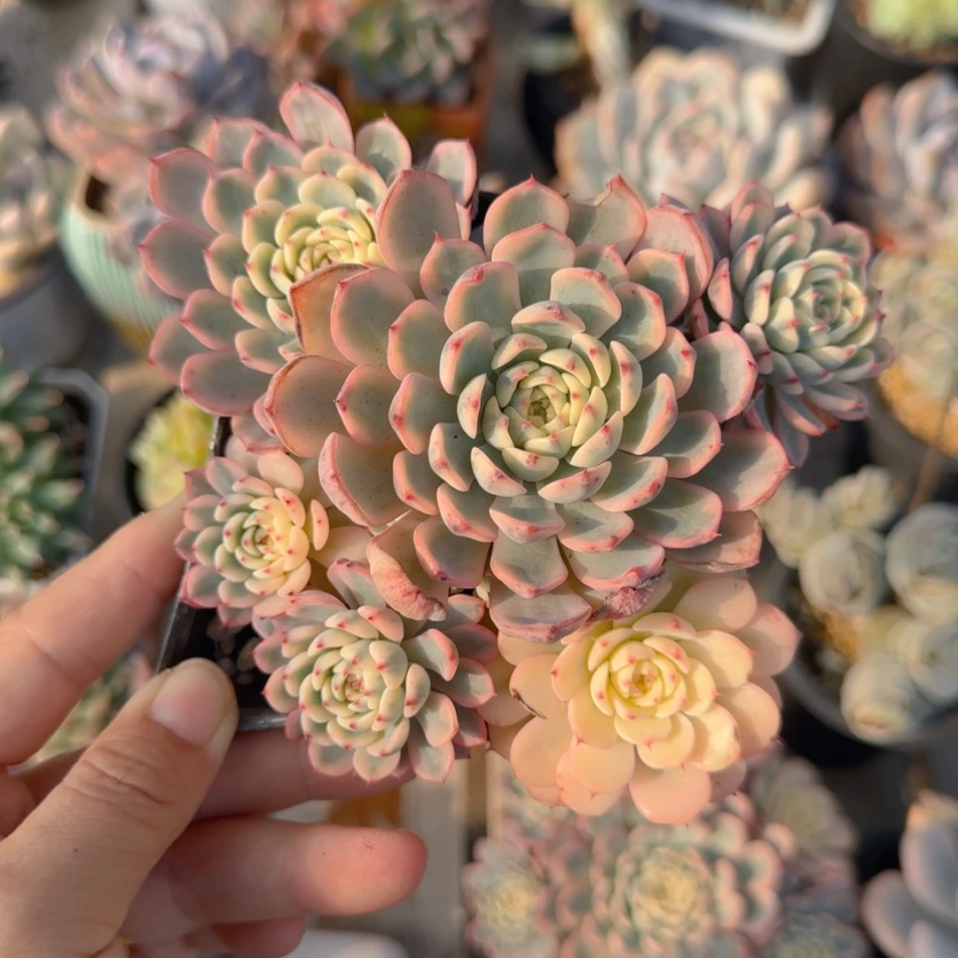 锦11111111111111111