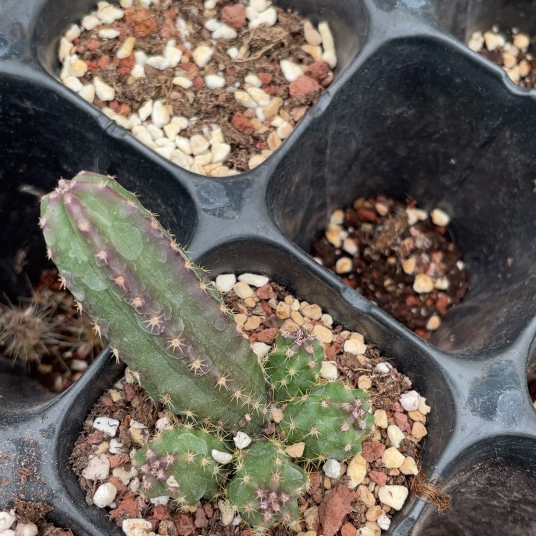 鹿角柱实生仙人球明虾