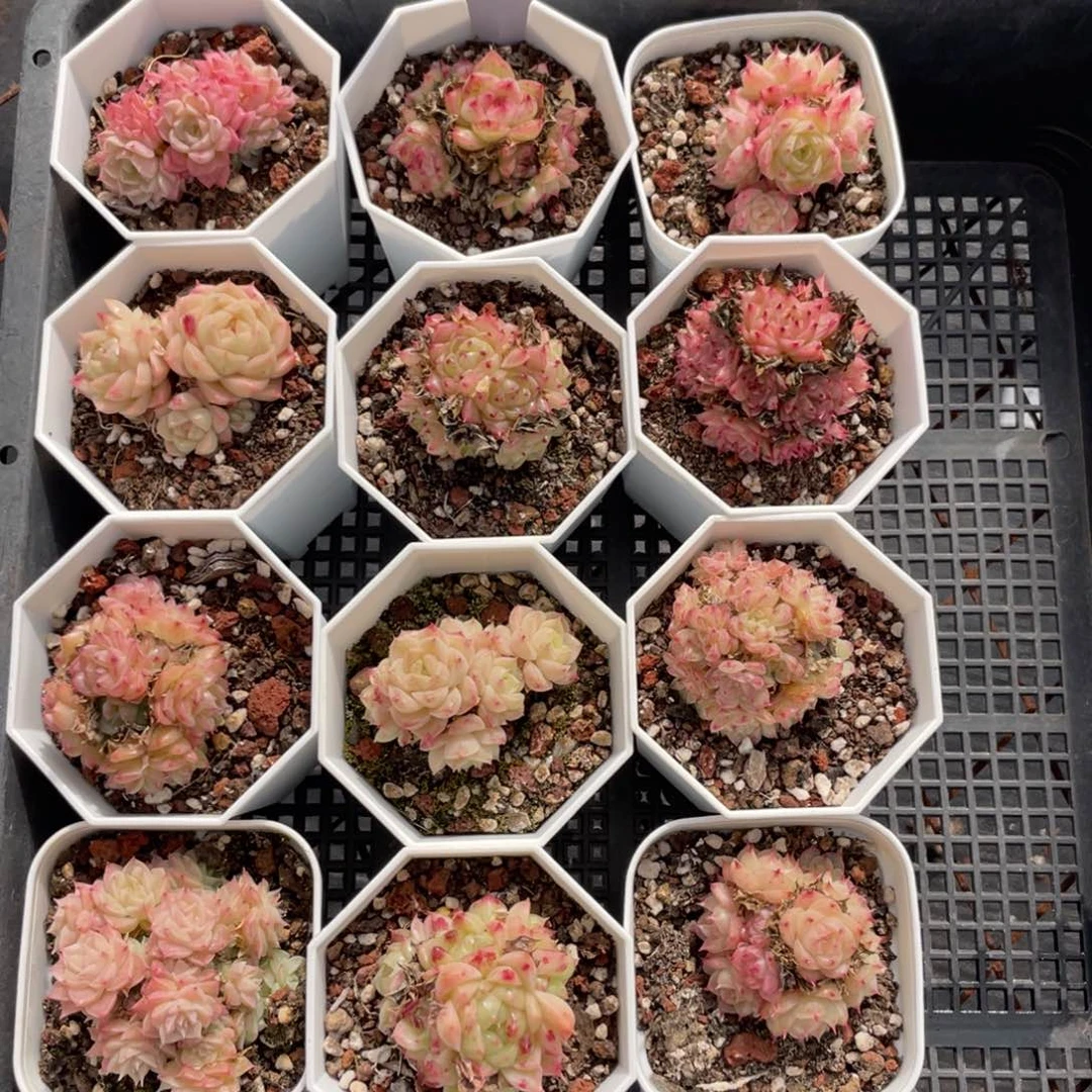 不包整散 盆子不售后0432