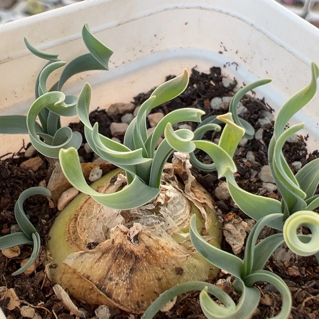 85多肉植物百科植物