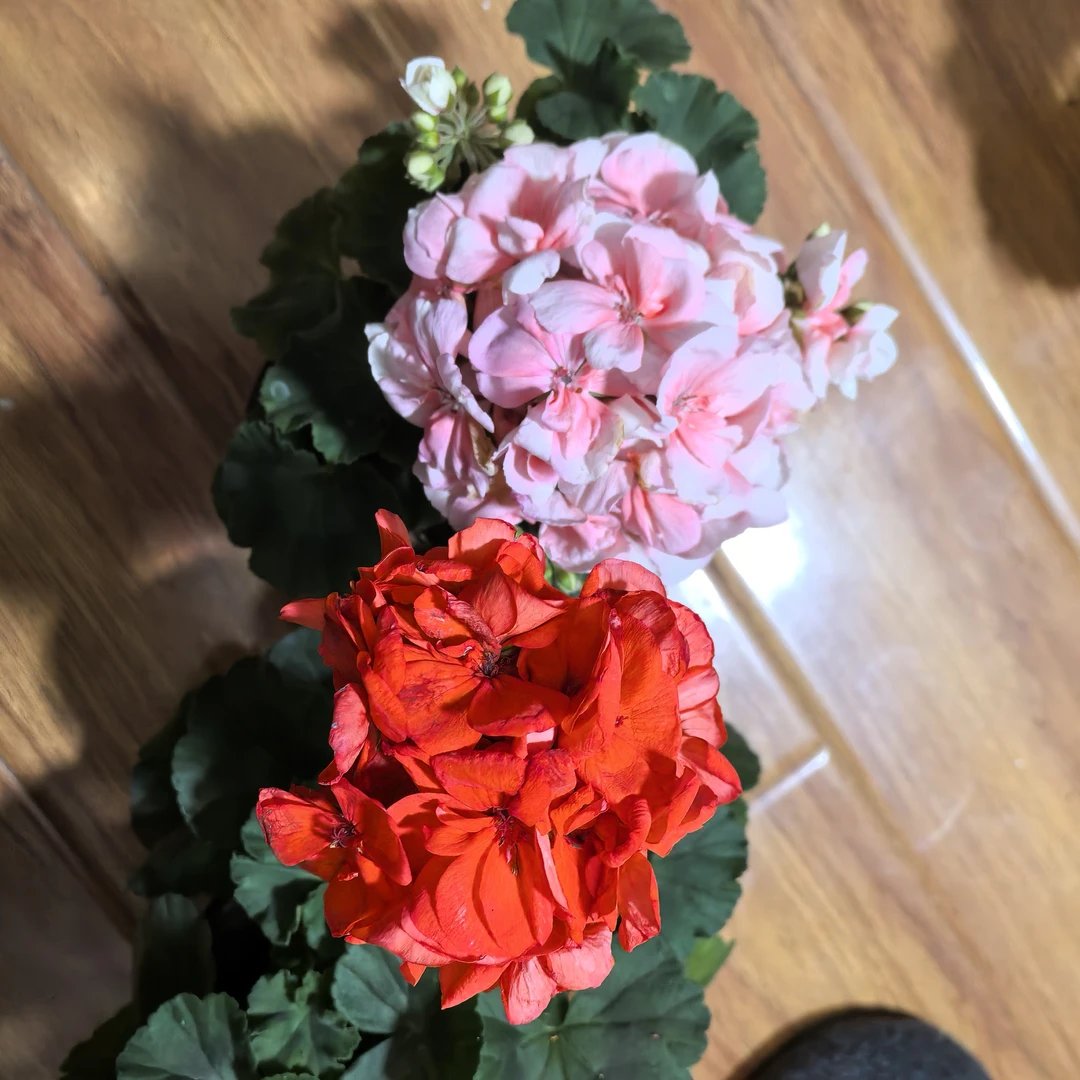 【小山宫+橙色浪漫】2颗天竺葵组合(包对版)带花苞发货