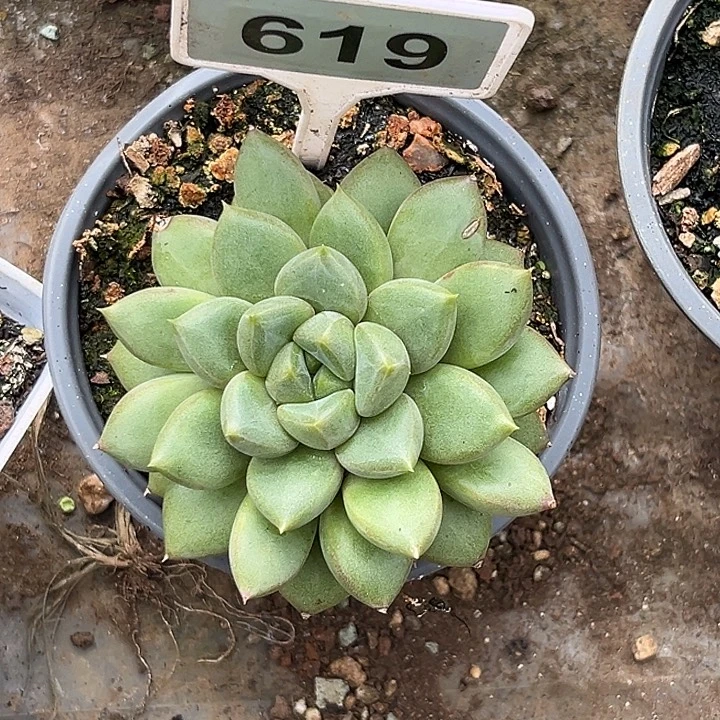 多肉植物红象牙619