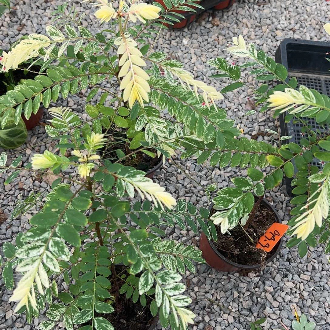 完全开放白锦夜下珠随机发货不售后随机