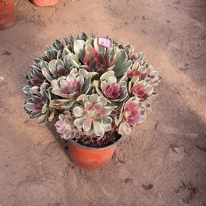 习***笑665多肉植物组合，不包邮一颗