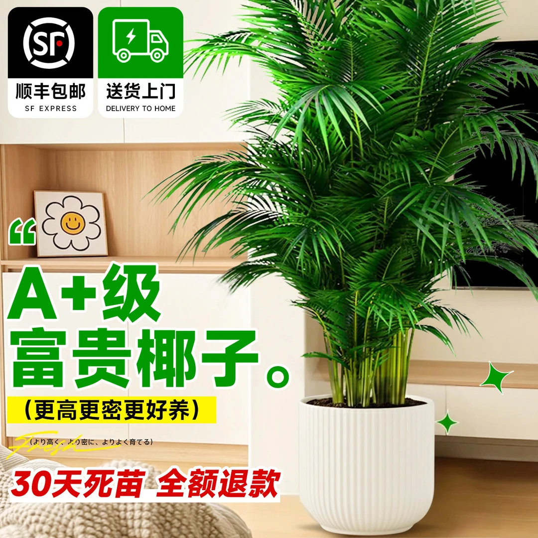 富贵椰子树盆栽大型室内绿植好养活除甲醛散尾葵可净化空气四季花