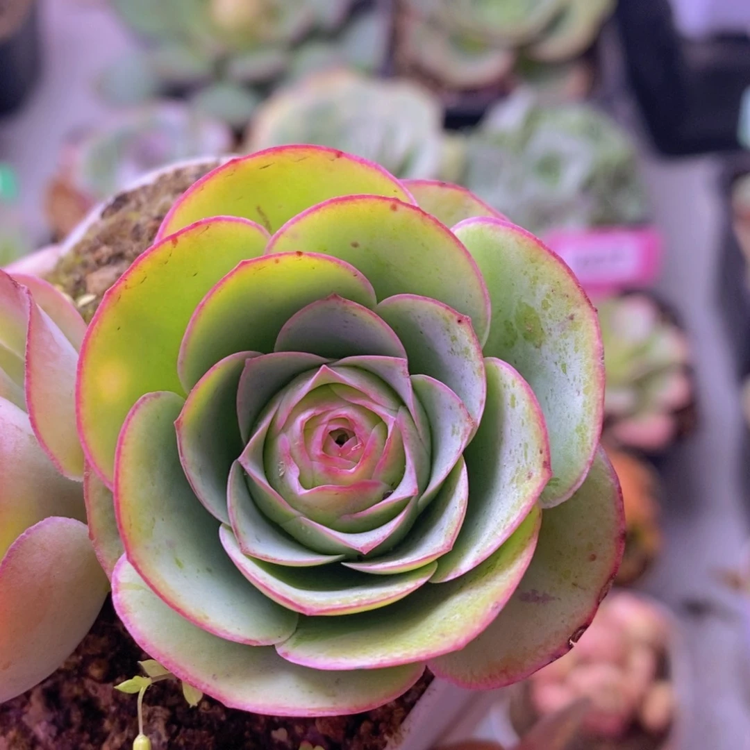 孤品玫瑰一物一拍T002