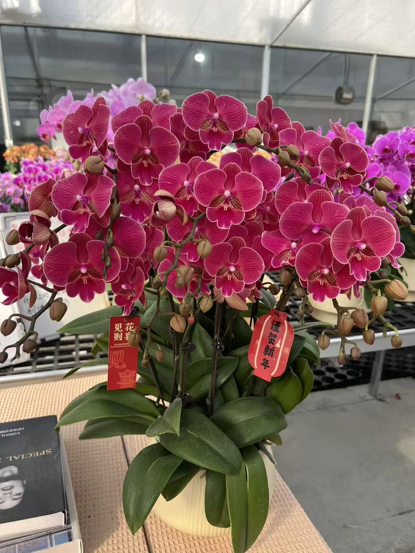 小李蝴蝶兰【花木兰】年宵花乔 迁之喜 带花带花苞发货好养花期长