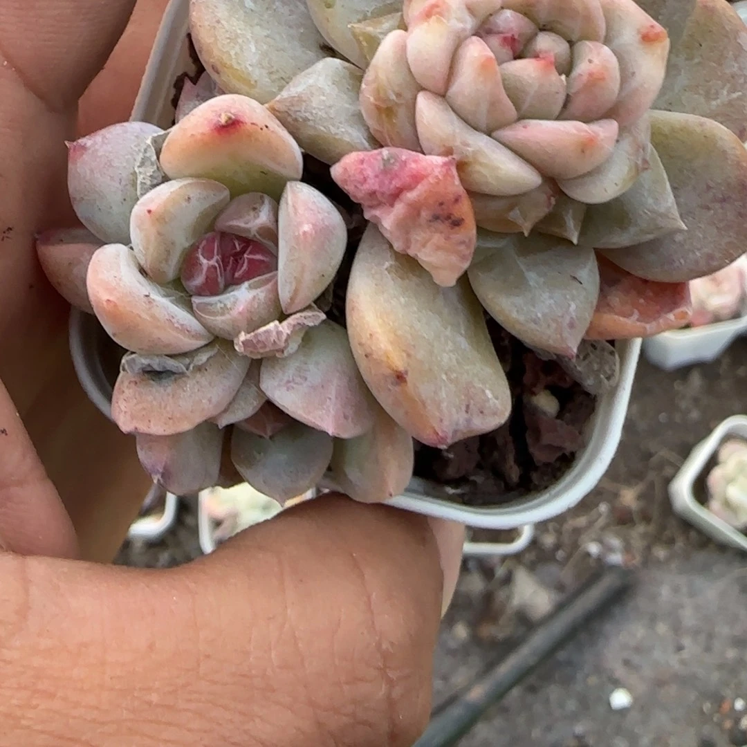 小卡拉米糖心一物一拍