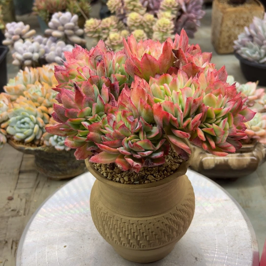 绮罗28 零零多肉植物