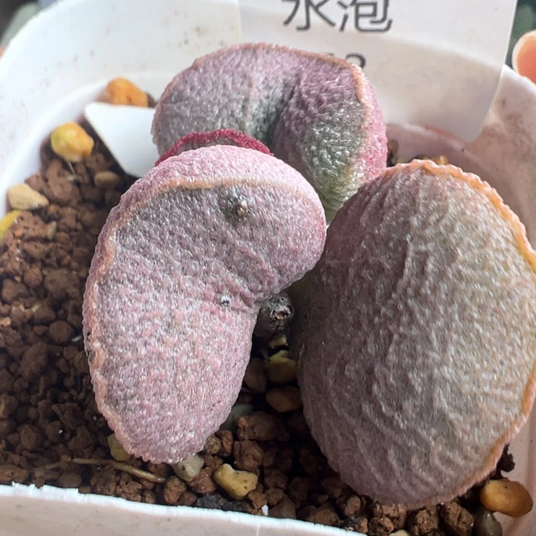 753胖嘟嘟一颗腰子脸杂交实生