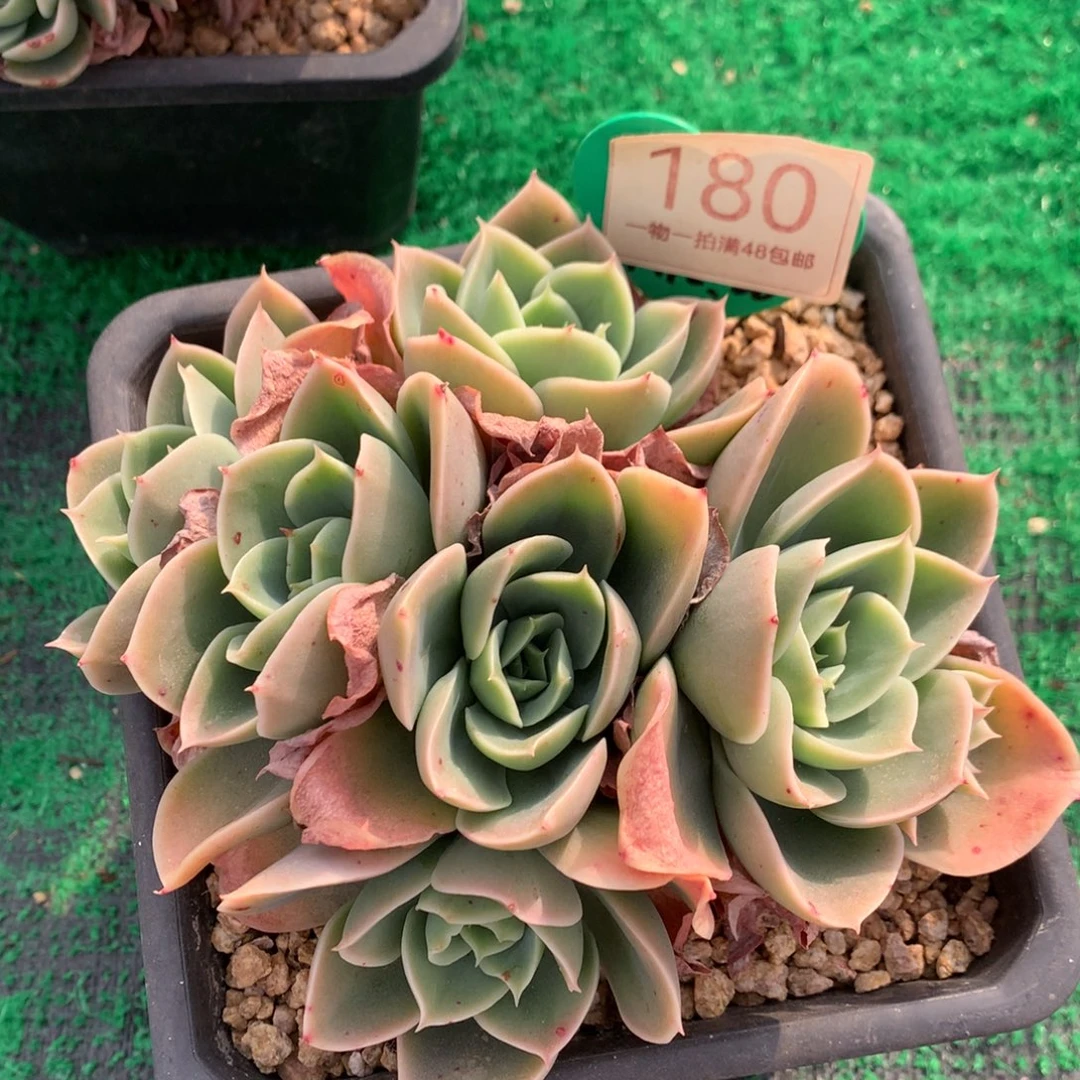 辛娜塔朵朵一物一拍180