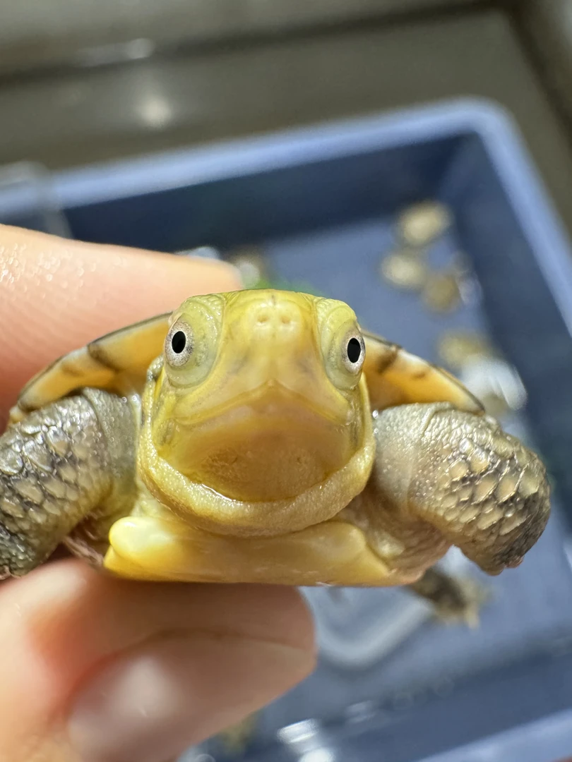 【直播间链接】皖南小青三黄小青观赏乌龟人工养殖非野生