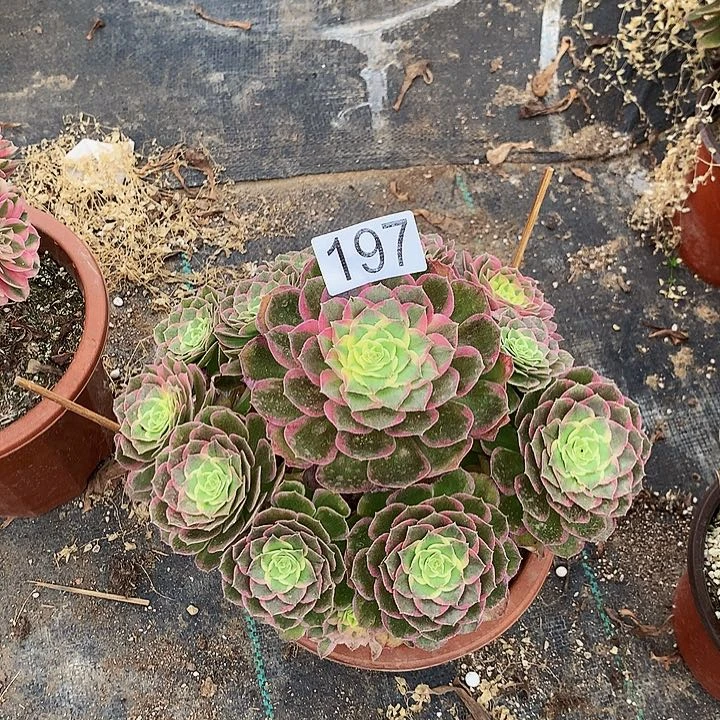 寂***念多肉水蜜桃1970000