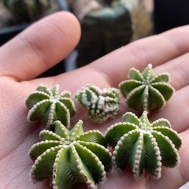 福利一组无根辛顿花笼