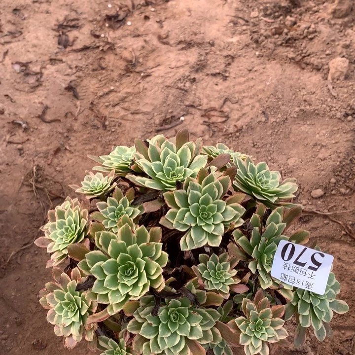570朝霞绣球2号棚