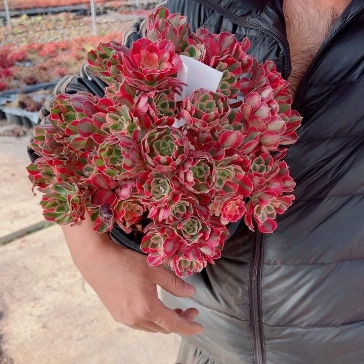 女郎二加伦63号多肉法师