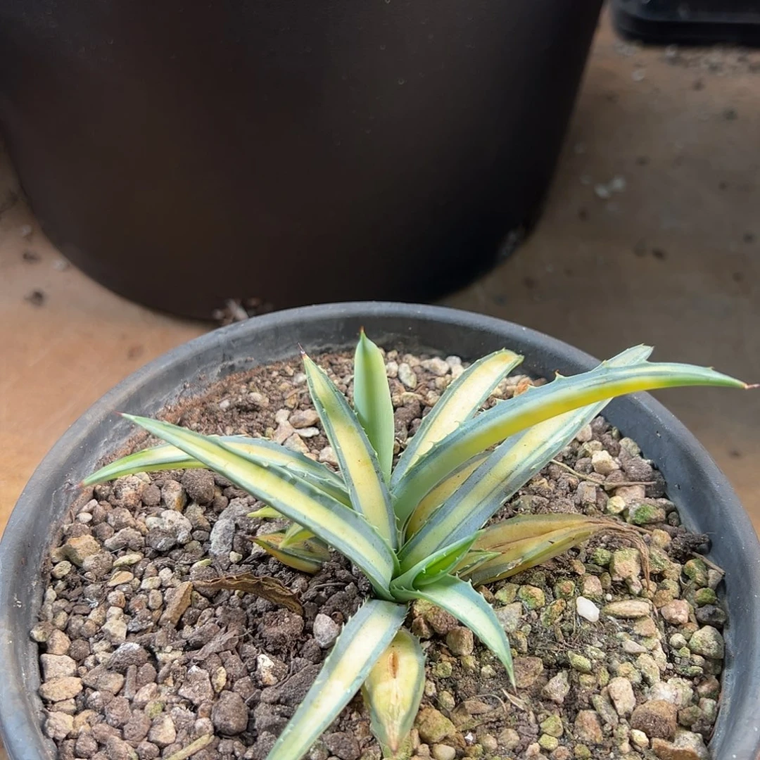 无花朵多肉植物八荒殿中斑