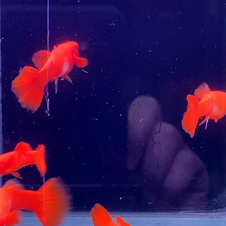 孔雀鱼好分水3对孔雀鱼