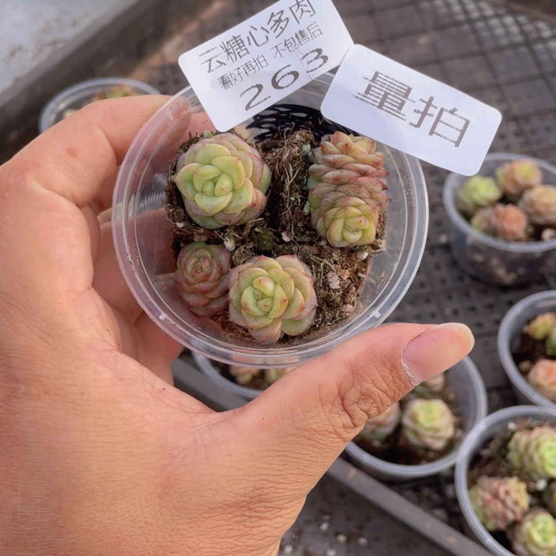 云糖心多肉植物263