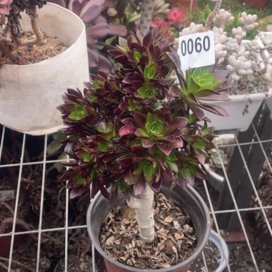 多肉植物0060黑法师