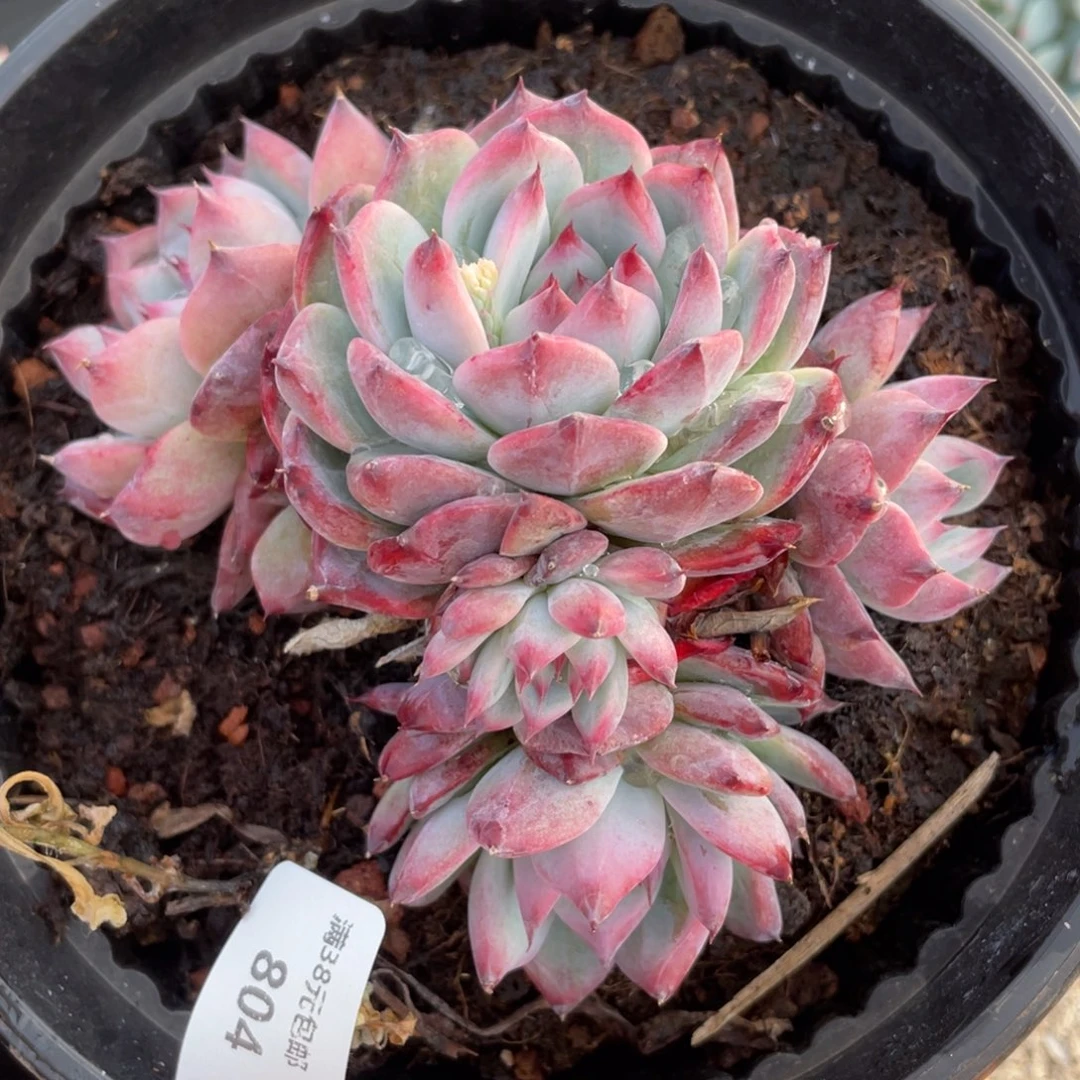 804紫苏群生多肉植物