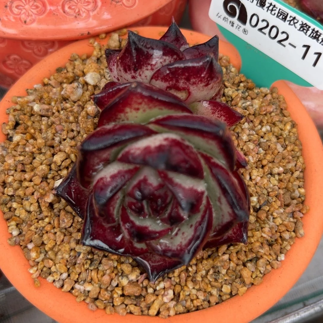 多肉一物一拍0202-11