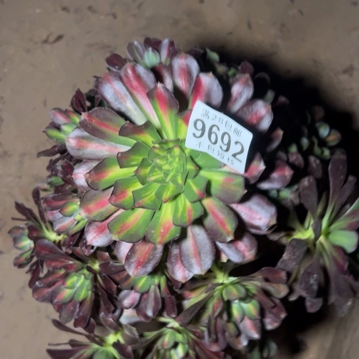 9692爱马仕中斑多肉植物法师