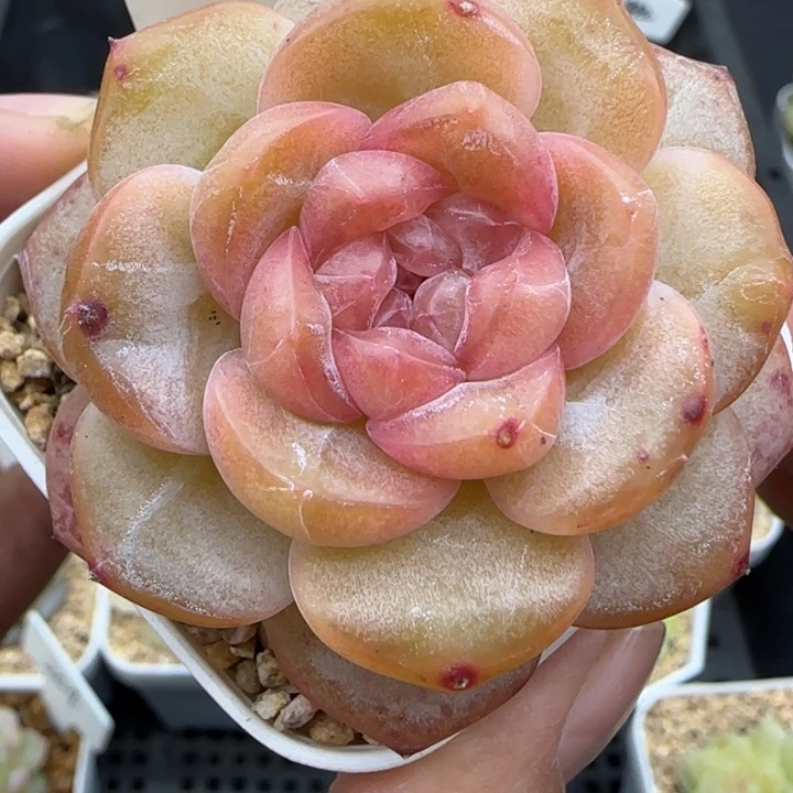 827号无名氏晗雨多肉