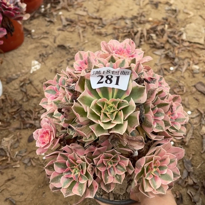 281粉女巫手捧1号