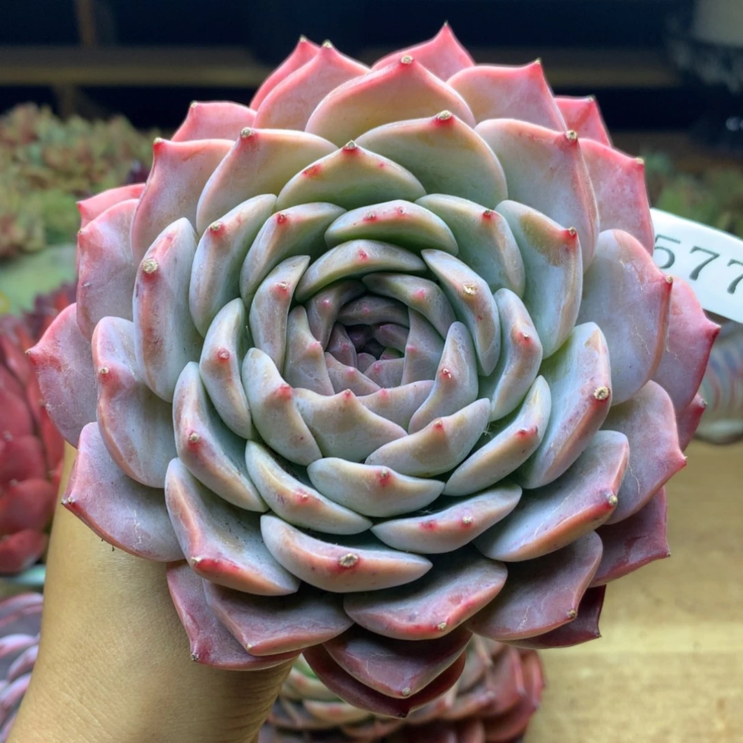 2577杂交精品基地12冠