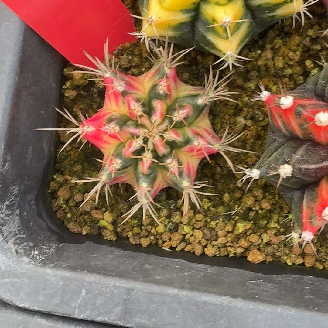L506-1109广东发货