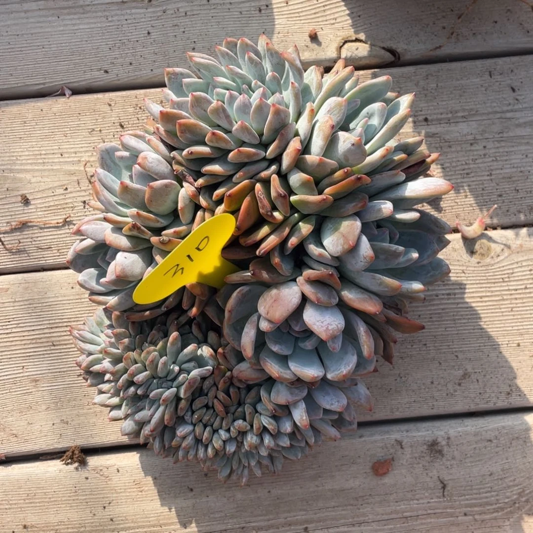 蓝***蓝180石榴子星影缀化分期100