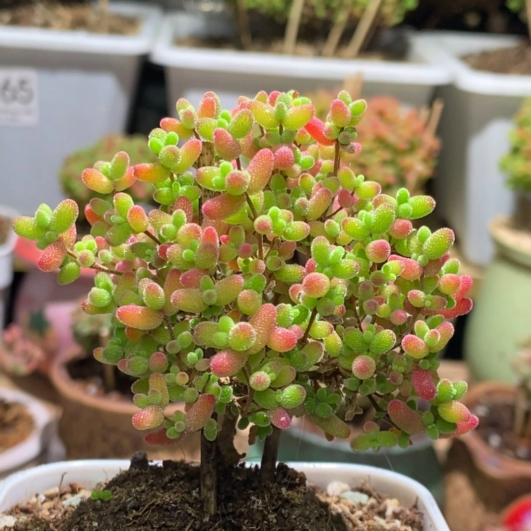 蜜桔糖球枝干番杏069