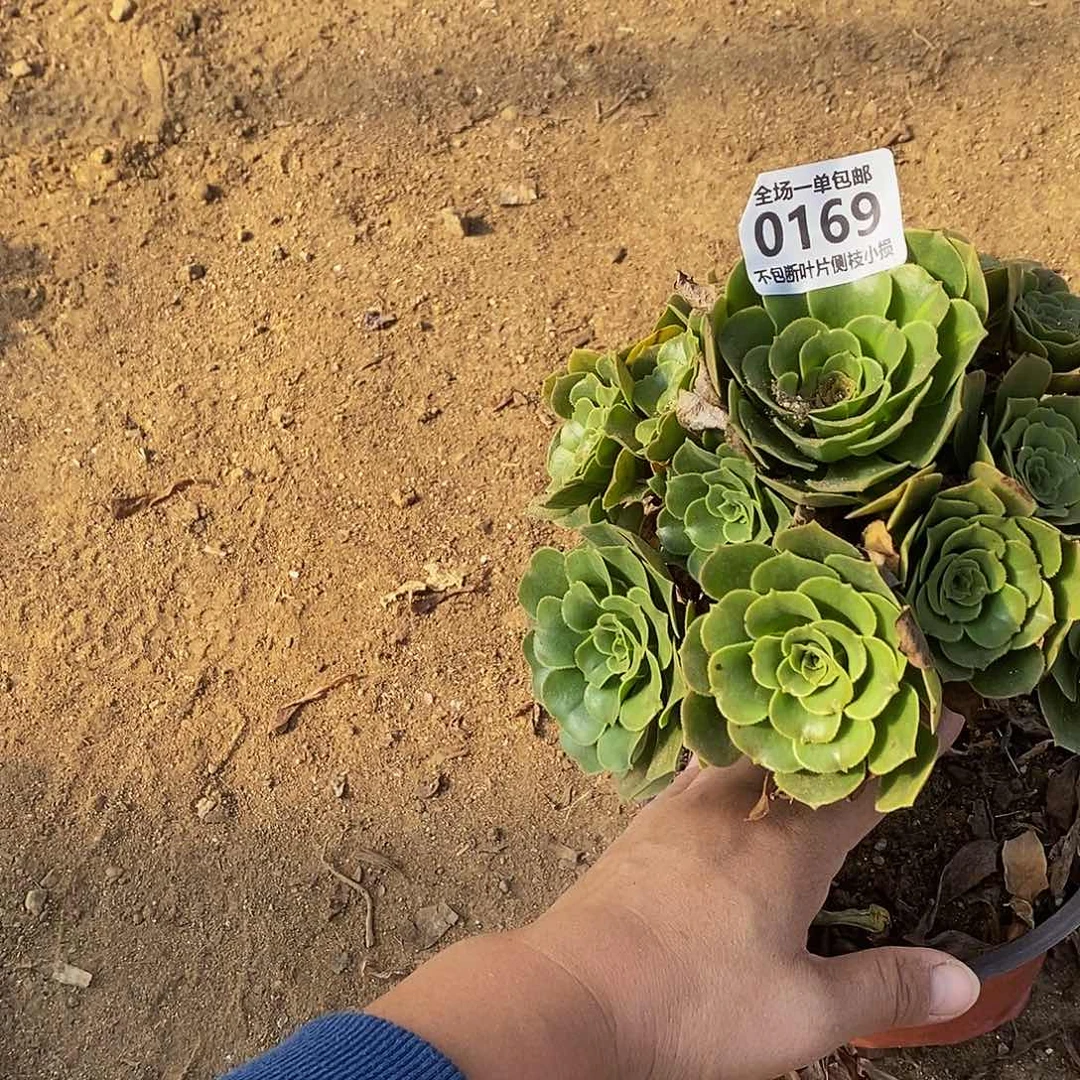 辉***g169绿羊绒多肉法师锦